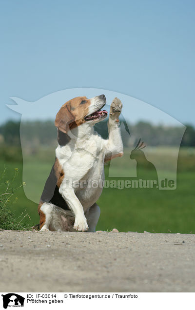 Pftchen geben / IF-03014