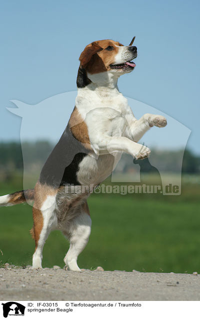 springender Beagle / IF-03015