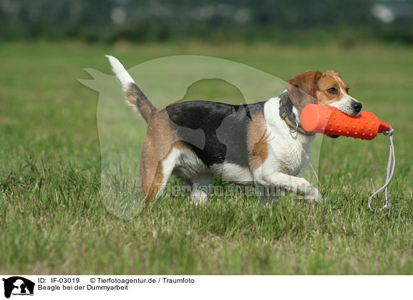 Beagle bei der Dummyarbeit / IF-03019