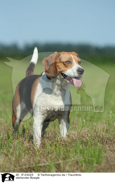 stehender Beagle / IF-03025