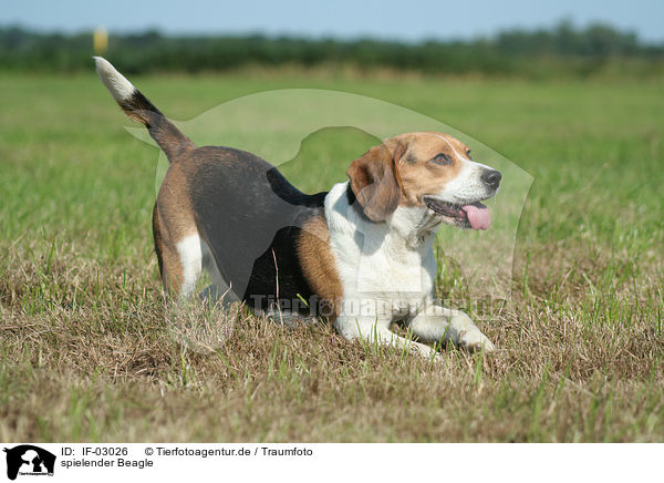 spielender Beagle / IF-03026
