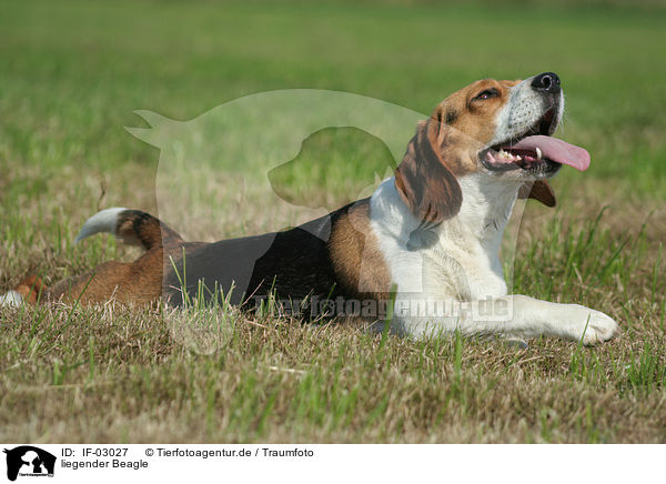 liegender Beagle / IF-03027