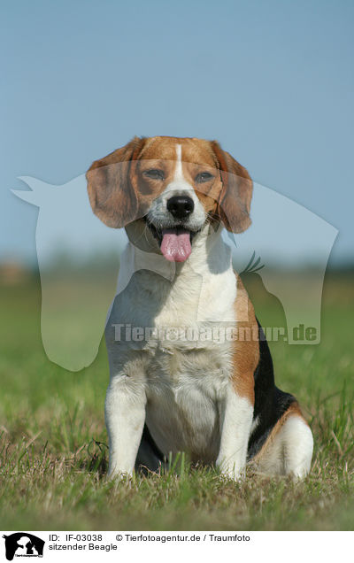 sitzender Beagle / IF-03038