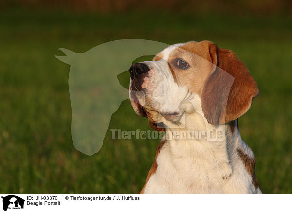 Beagle Portrait / JH-03370