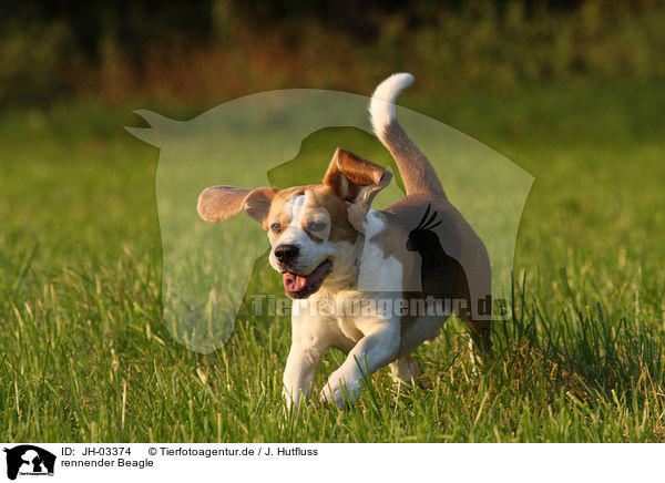rennender Beagle / JH-03374