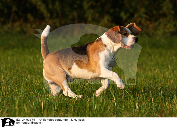 rennender Beagle / JH-03375