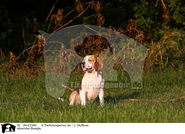 sitzender Beagle / sitting Beagle / JH-03380
