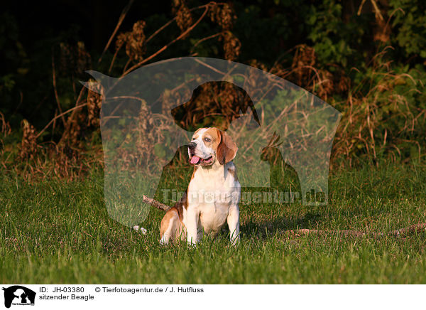 sitzender Beagle / JH-03380