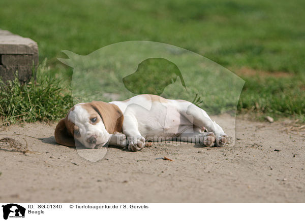 Beagle / SG-01340