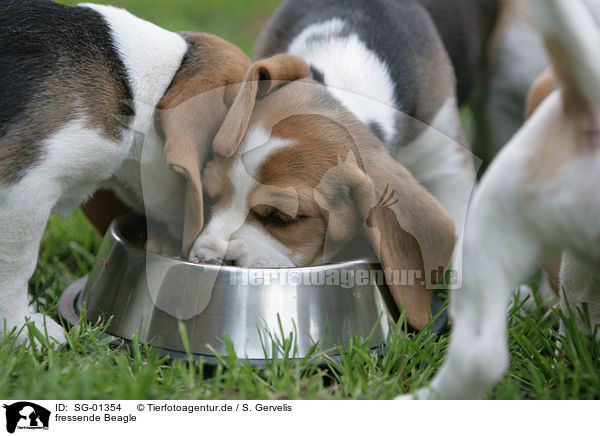 fressende Beagle / eating beagle / SG-01354