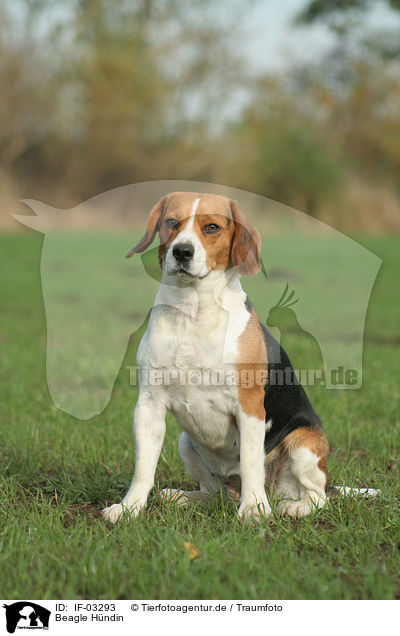 Beagle Hndin / female Beagle / IF-03293