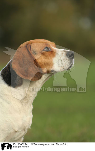Beagle Hndin / female Beagle / IF-03294