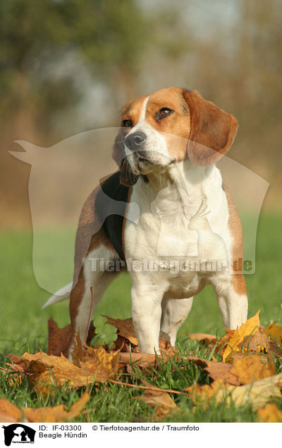 Beagle Hndin / female Beagle / IF-03300