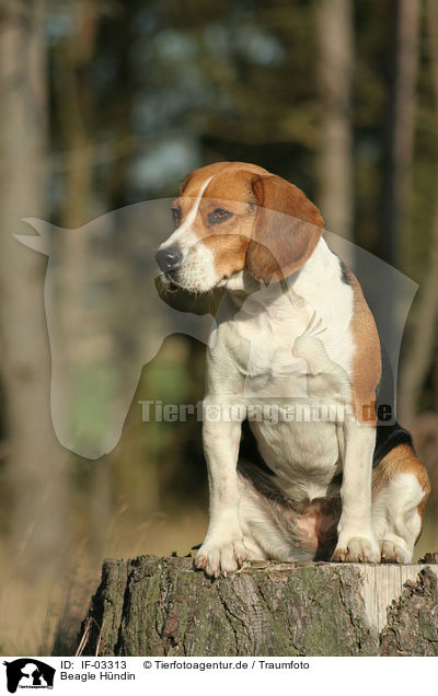 Beagle Hndin / female Beagle / IF-03313