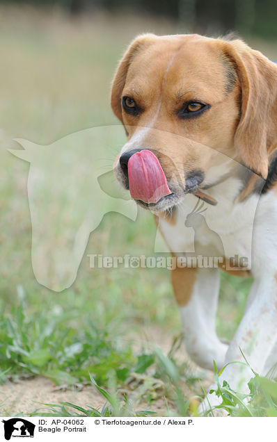 Beagle Portrait / Beagle Portrait / AP-04062