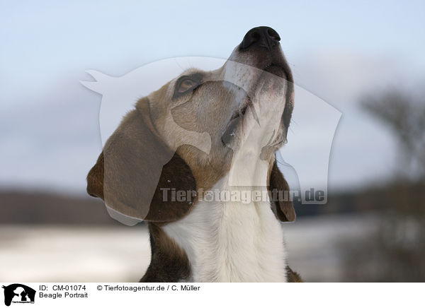 Beagle Portrait / CM-01074