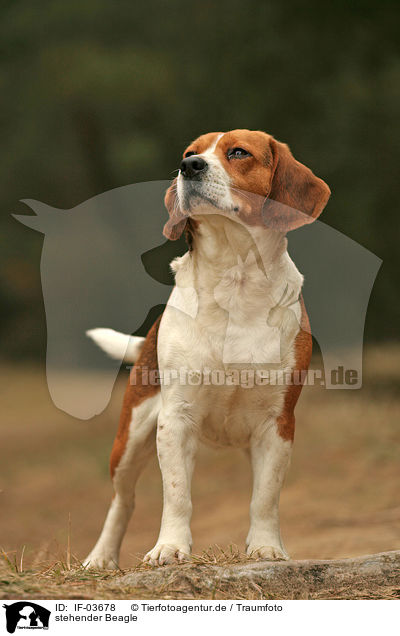 stehender Beagle / IF-03678