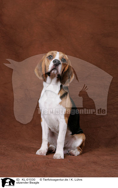 sitzender Beagle / sitting Beagle / KL-01030