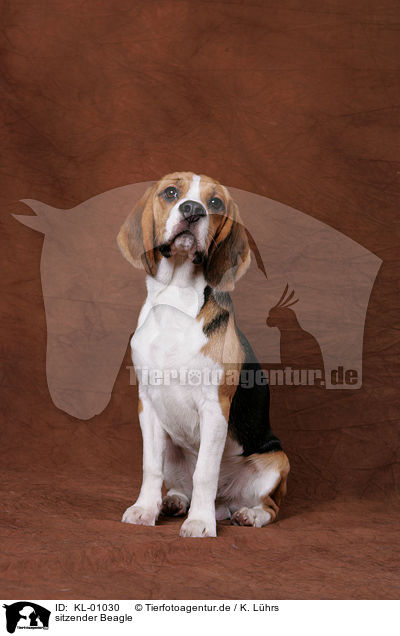 sitzender Beagle / KL-01030
