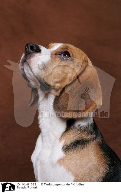 Beagle Portrait / Beagle Portrait / KL-01032