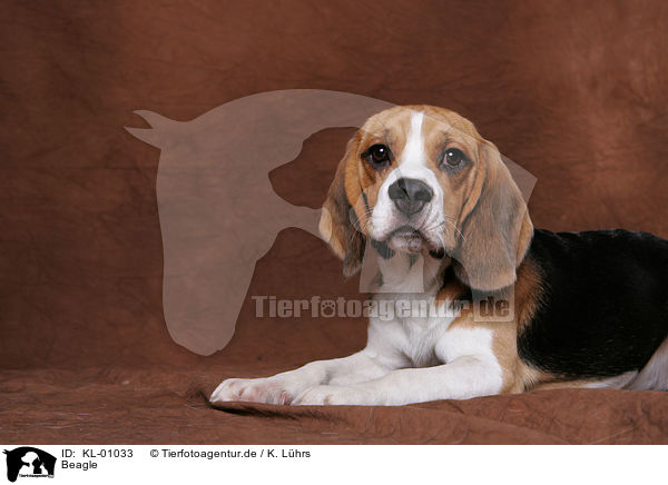 Beagle / Beagle / KL-01033