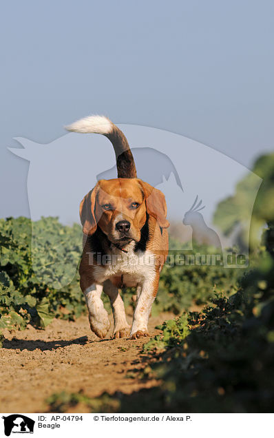Beagle / Beagle / AP-04794