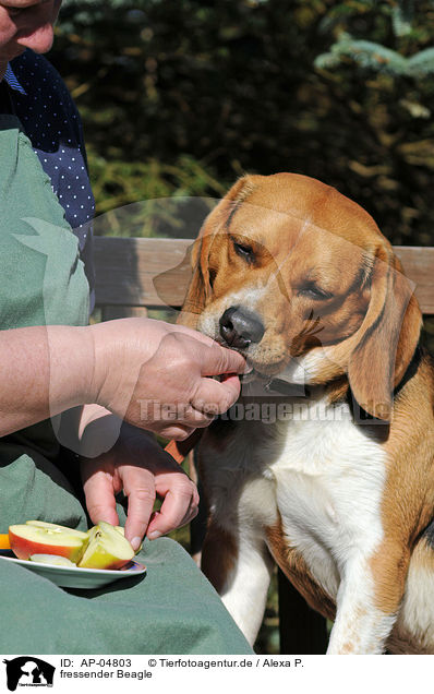fressender Beagle / eating Beagle / AP-04803
