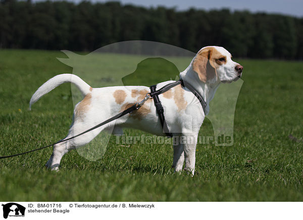 stehender Beagle / BM-01716