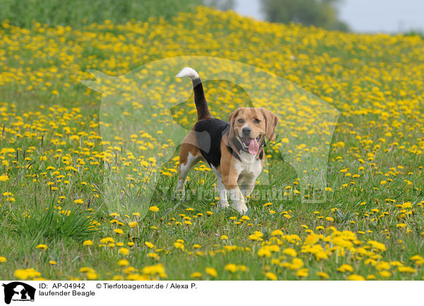 laufender Beagle / AP-04942