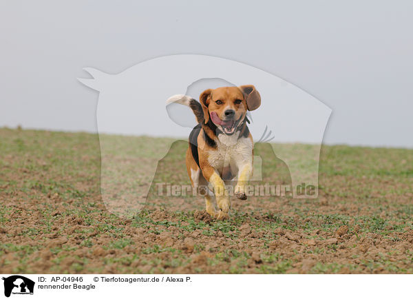 rennender Beagle / running beagle / AP-04946