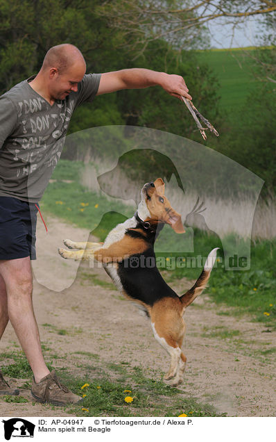 Mann spielt mit Beagle / man playing with beagle / AP-04947