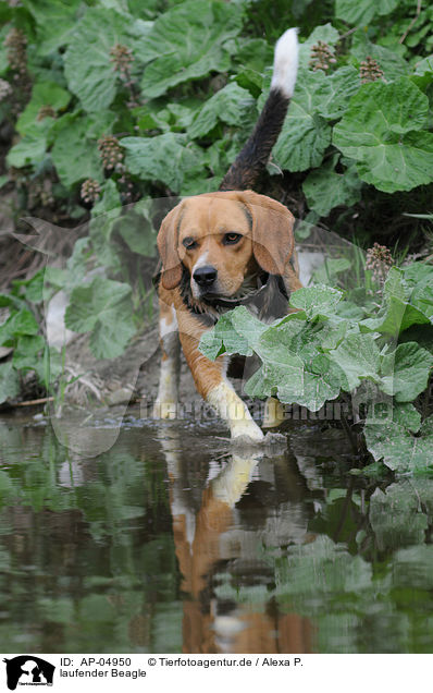 laufender Beagle / walking beagle / AP-04950