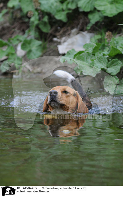 schwimmender Beagle / swimming beagle / AP-04952