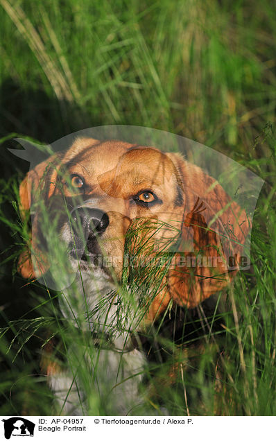 Beagle Portrait / Beagle Portrait / AP-04957