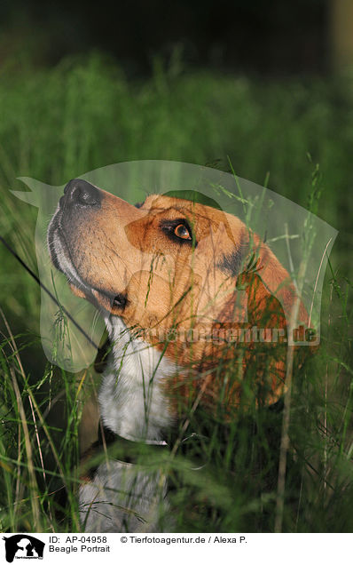 Beagle Portrait / Beagle Portrait / AP-04958