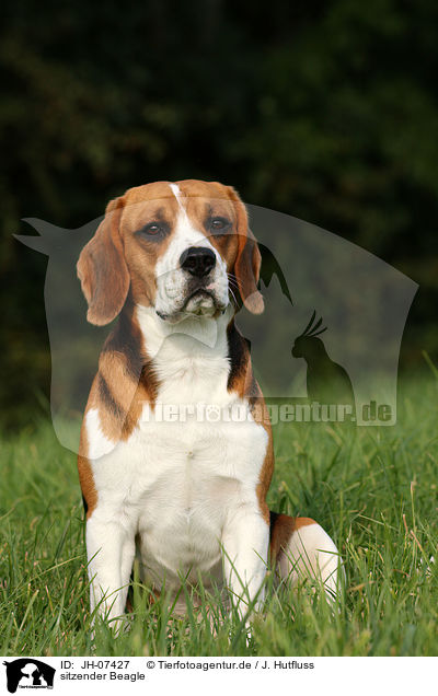 sitzender Beagle / sitting Beagle / JH-07427