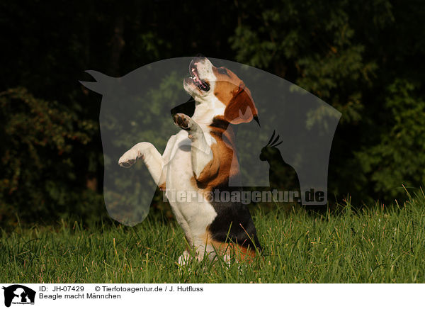 Beagle macht Mnnchen / JH-07429