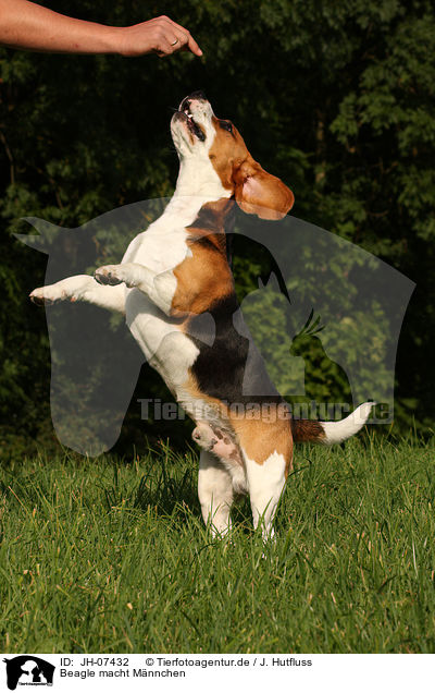 Beagle macht Mnnchen / Beagle shows trick / JH-07432
