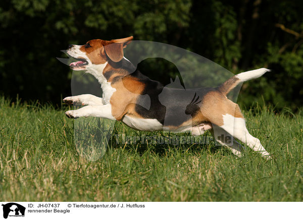 rennender Beagle / running Beagle / JH-07437