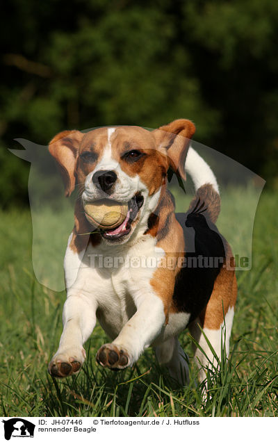 rennender Beagle / running Beagle / JH-07446