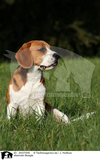 sitzender Beagle / sitting Beagle / JH-07448