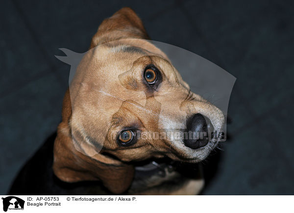Beagle Portrait / Beagle Portrait / AP-05753