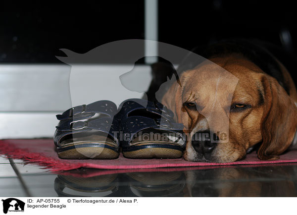liegender Beagle / lying Beagle / AP-05755