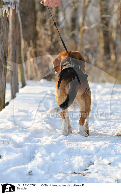 Beagle / AP-05761