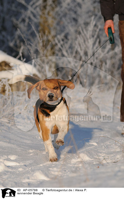 rennender Beagle / running Beagle / AP-05788
