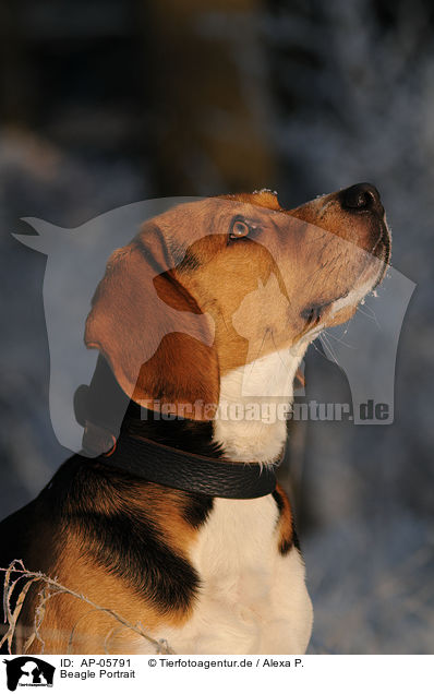 Beagle Portrait / AP-05791