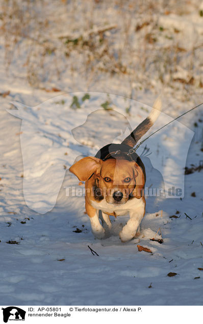 rennender Beagle / running Beagle / AP-05801