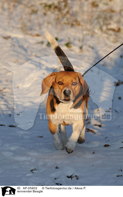 rennender Beagle / running Beagle / AP-05802