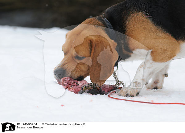 fressender Beagle / eating Beagle / AP-05904