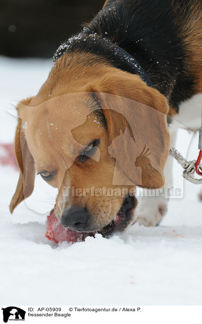 fressender Beagle / eating Beagle / AP-05909
